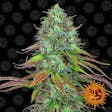 Product image for LSD Autoflower Feminized Cannabis Seeds