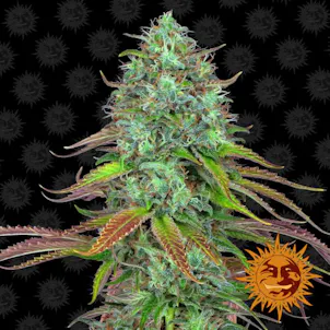 Photo of LSD Autoflower Feminized Cannabis Seeds