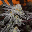 Product image for Girl Scout Cookies Feminized