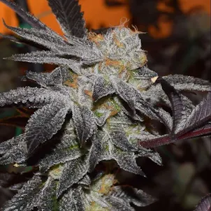 Photo of Girl Scout Cookies Feminized