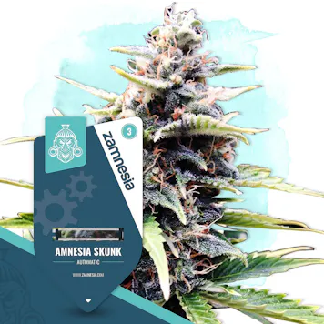 Photo of Amnesia Skunk Automatic by Zamnesia Seeds