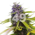 Product image for Autoflower Blueberry