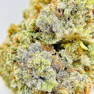 Photo of Oompa Loompa “Sour Mango” cut