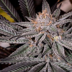 Photo of Grape Ape Seeds