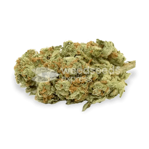 Photo of Gold Leaf Autoflower Seeds