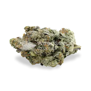 Photo of Black Jack Autoflower Seeds