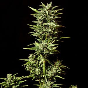 Photo of Break-Up Cake Auto