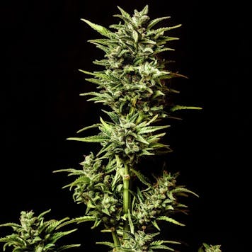 Photo of Break-Up Cake Auto