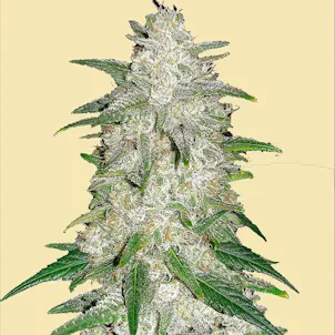 Photo of AUTO GELATO GOO AUTOFLOWERING SEEDS