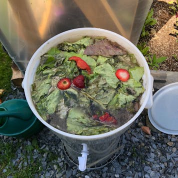 Photo of Zack's Nutri-Tea composting bucket