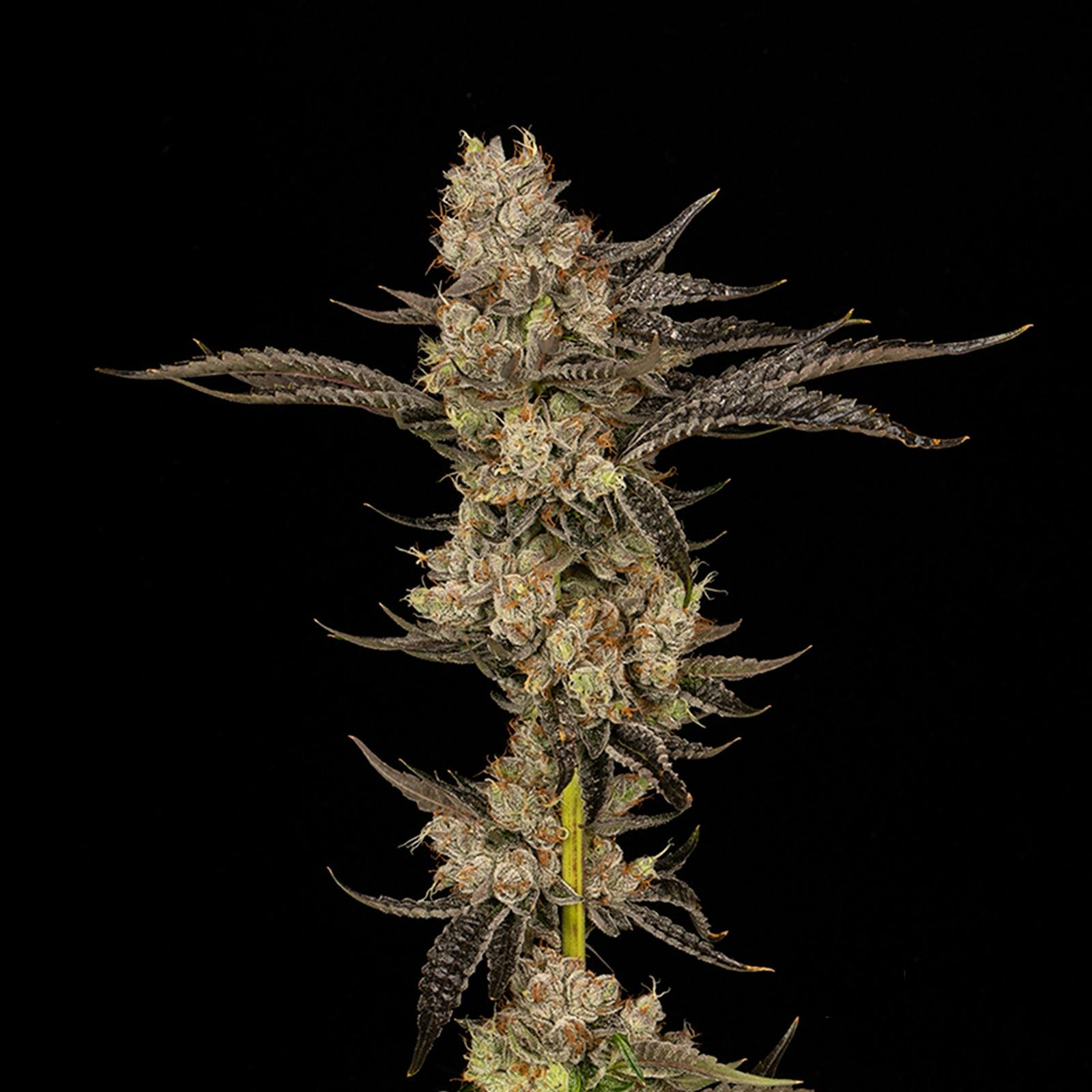 FloraCal Farms Lemon Meringue Kush 6 Leafly