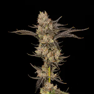 Photo of Lemon Meringue Kush #6