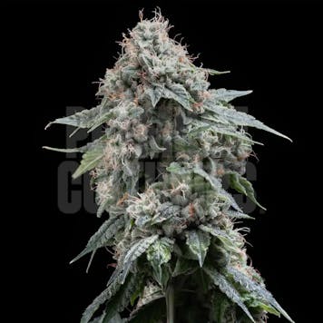 Photo of Gary Payton