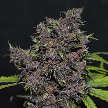 Photo of Auto Dark Purple