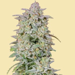 Photo of AUTO RUNTZ GLUE AUTOFLOWER SEEDS