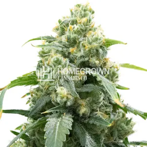 Photo of Big Bud Fast Version