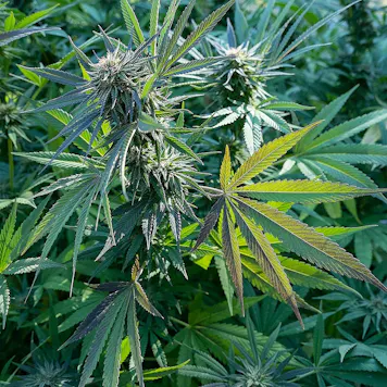 Photo of 2:1 CBD Rich 'Strawberry G' PACIFIC Tincture 162mg - Sunrise Mountain Farms