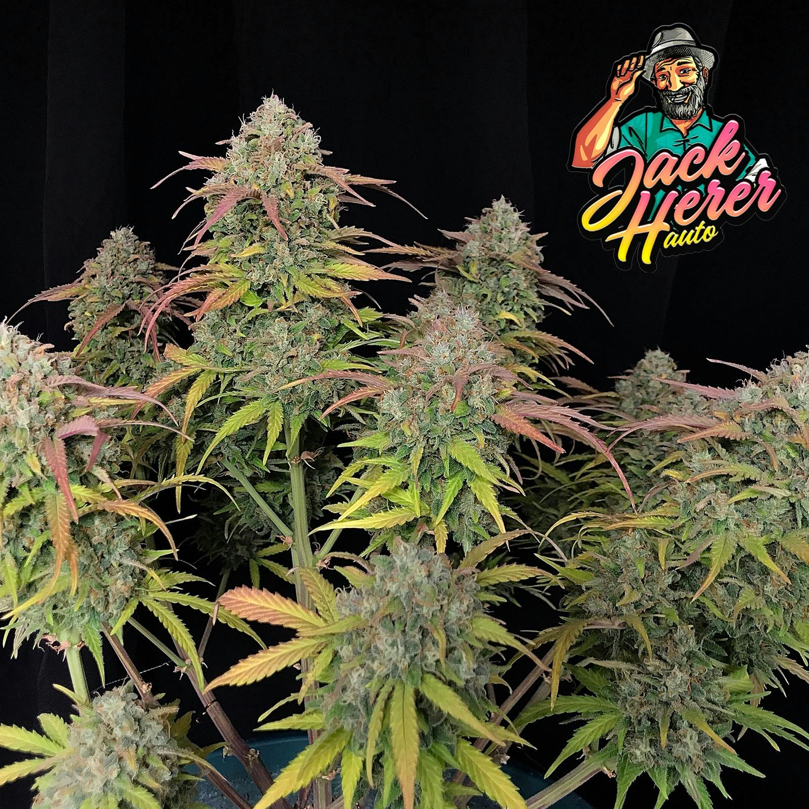 Fast Buds Autoflowering Cannabis Seeds Jack Herer Auto Fast Buds