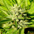 Product image for CBD LIFE IS DIVINE F1