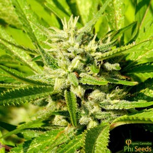 Photo of CBD LIFE IS DIVINE F1