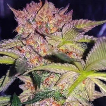 Photo of Purple Mimosa Fem Seeds