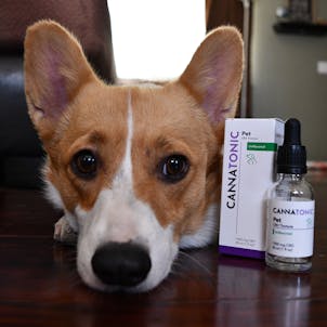 Photo of Pet CBD Oil Tincture - Unflavored