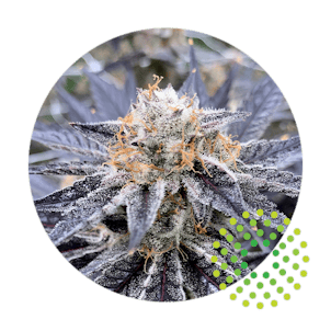 Photo of TruFlower 3.5G - MDC