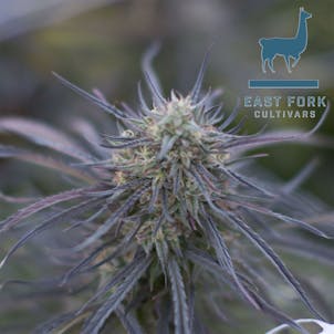 Photo of Ringo's Gift