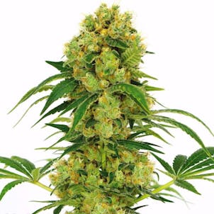 Photo of Critical Mass Seeds