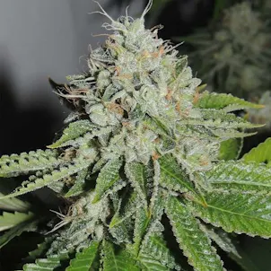 Photo of Sugar Dust (feminized)