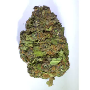 Photo of Purple Hindu Kush