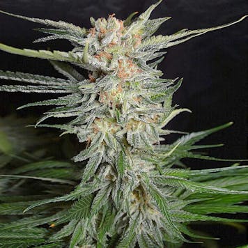 Photo of Kosher Kush Seeds - Feminized