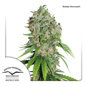 Photo of Outlaw Amnesia