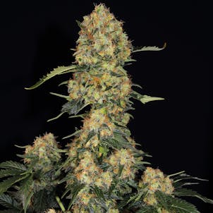 Photo of TOMMY CHONG'S™ - BLUE KUSH BERRY