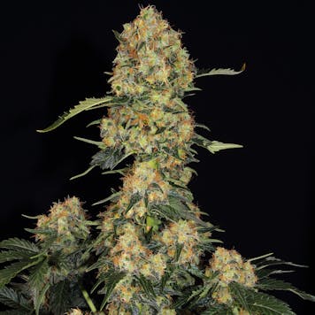 Photo of TOMMY CHONG'S™ - BLUE KUSH BERRY