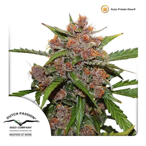 Photo of Auto Frisian Dew