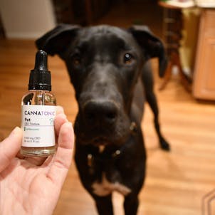 Photo of Pet CBD Oil Tincture - Unflavored 1000mg