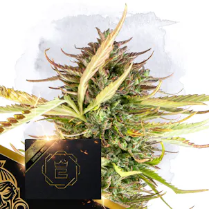 Photo of X by Zamnesia Seeds