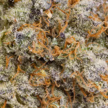 Photo of Apex, 3x0.5g Pre-Rolls