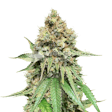 Product image for Northern Light X Big Bud Autoflower Seeds
