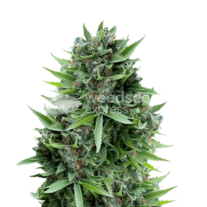 Photo of Sour Diesel Feminized Seeds