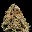 Product image for 3.5g Guava Stardawg - Living Soil Cannabis - Upstate Elevator Operators