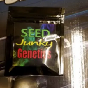 Photo of Seed Junky Genetics - Gelato 33