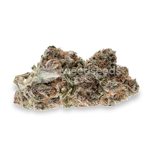 Photo of Mimosa Feminized Seeds