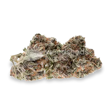 Photo of Mimosa Feminized Seeds