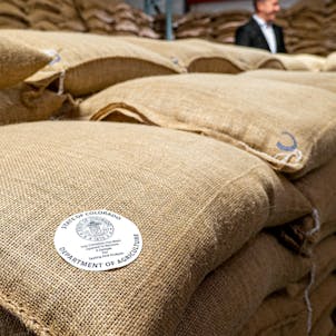 Photo of BaOX CBD Seed