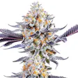 Product image for Purple Dos Si Dos Fem Seeds