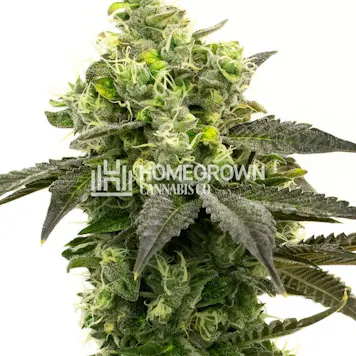 Photo of Gorilla Glue #4 Feminized