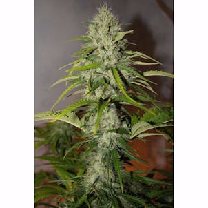 Photo of GG (f.k.a. Gorilla Glue) Auto