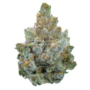 Photo of Miami Heat Trimmed | Gold